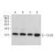 CLLD6 Antibody (A-6) - Western Blotting - Image 372800 