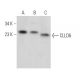 CLLD6 Antibody (A-6) - Western Blotting - Image 372808