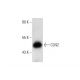 CLN2 Antibody (D-11) - Western Blotting - Image 145511 