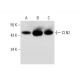 CLN2 Antibody (D-11) - Western Blotting - Image 299371 