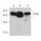 CLN2 Antibody (D-11) - Western Blotting - Image 366262