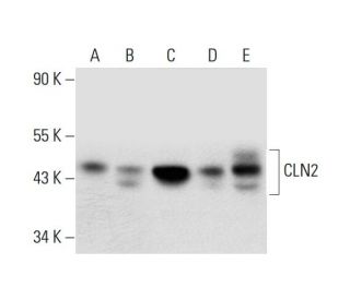 CLN2 Antibody (G-3) - Western Blotting - Image 299372 