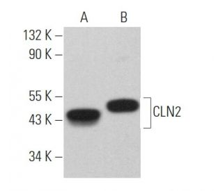 CLN2 Antibody (G-3) - Western Blotting - Image 366263 