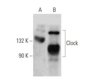 western blotting image from recommended Clock (C-8) monoclonal antibody replacement. Image 358551