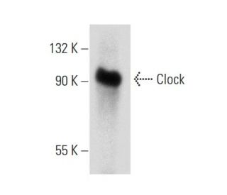 Clock Antibody (C-8) - Western Blotting - Image 134775The Double Nickase Plasmid features a U6 promoter for sgRNA expression, a 20 nt targeting sequence, and a gRNA scaffold to guide Cas9n. It includes a CBh promoter for Cas9n (D10A) and puromycin resistance, GFP for transfection verification, and nuclear localization signals (NLS). The 2A peptide allows co-expression of Cas9n and Puro from a single promoter, enabling precise genome editing with reduced off-target effects.