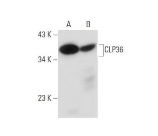 CLP36 Antibody (D-6): sc-365143