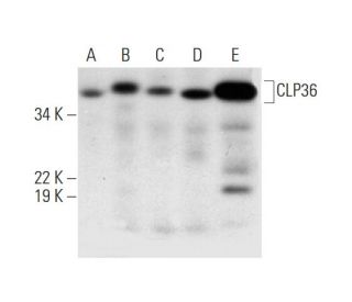 CLP36 Antibody (D-6) - Western Blotting - Image 293059 