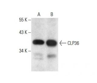 CLP36 Antibody (B-9) - Western Blotting - Image 301448 