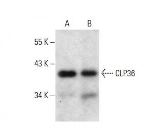 CLP36 Antibody (H-11) - Western Blotting - Image 301449 