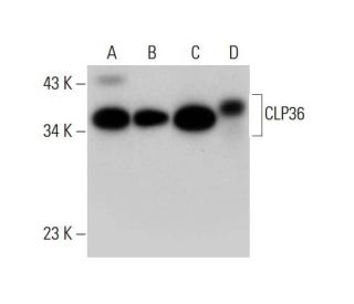 CLP36 Antibody (H-8) - Western Blotting - Image 309761 
