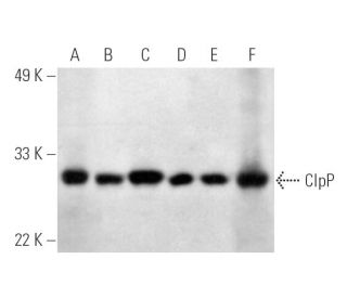 ClpP Antibody (B-12) - Western Blotting - Image 388973 