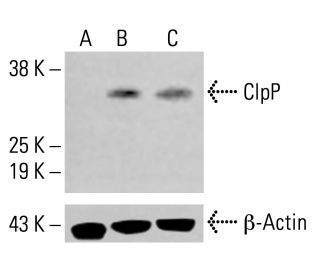 ClpP Antibody (B-12) - Western Blotting - Image 413946