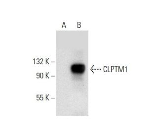 CLPTM1 Antibody (C-2) - Western Blotting - Image 304525