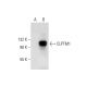CLPTM1 Antibody (C-2) - Western Blotting - Image 304525