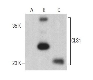 CLS1 Antibody (E-8) - Western Blotting - Image 400048