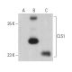 CLS1 Antibody (E-8) - Western Blotting - Image 400048