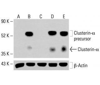 Clusterin-&alpha; Antibody (A-11) - Western Blotting - Image 413815 
