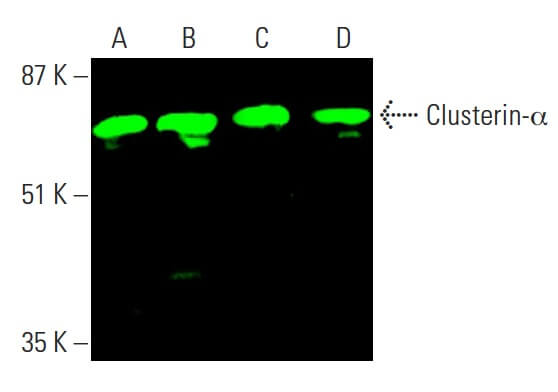 Clusterin-α Antibody (B-5): sc-5289