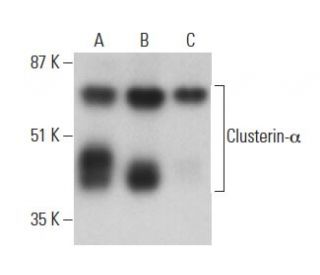 Clusterin-α Antibody (B-5)