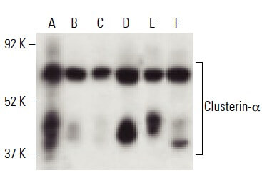 Clusterin-α Antibody (B-5): sc-5289