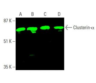 western blotting image from recommended Clusterin-&alpha; (B-5) monoclonal antibody replacement. Image 378859