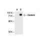 Clusterin Antibody (CLI-9) - Western Blotting - Image 30271