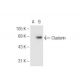 Clusterin Antibody (CLI-9) - Western Blotting - Image 65417 