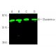 western blotting image from recommended Clusterin-α (B-5) monoclonal antibody replacement. Image 378859