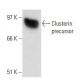 Clusterin Antibody (Hs-3) - Western Blotting - Image 17748