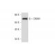 CMAH Antibody (E-7) - Western Blotting - Image 139552