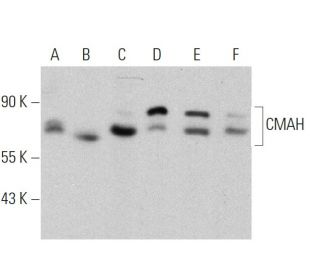 CMAH Antibody (E-7) - Western Blotting - Image 359959 