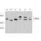 CMAH Antibody (E-7) - Western Blotting - Image 359959 