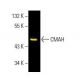 CMAH Antibody (E-7) - Western Blotting - Image 398346 