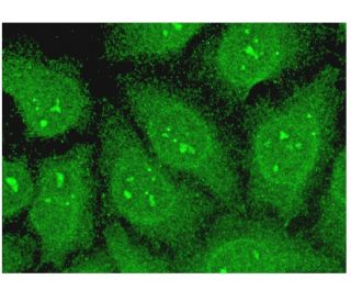 CMAS Antibody (E-8) - Immunofluorescence - Image 304035 