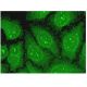 CMAS Antibody (E-8) - Immunofluorescence - Image 304035 