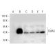 CMAS Antibody (E-8) - Western Blotting - Image 303854 