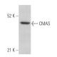 CMAS Antibody (E-8) - Western Blotting - Image 367402