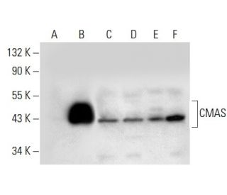 CMAS Antibody (E-8) - Western Blotting - Image 303854