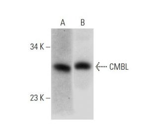 CMBL Antibody (B-5) - Western Blotting - Image 318073 