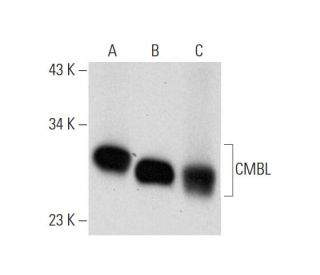 CMBL Antibody (C-5) - Western Blotting - Image 318076 