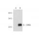 CMBL Antibody (F-3) - Western Blotting - Image 316274