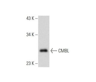 CMBL Antibody (F-3) - Western Blotting - Image 318074 