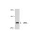 CMBL Antibody (F-3) - Western Blotting - Image 318074 