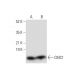 CMC1 Antibody (A-3) - Western Blotting - Image 304979