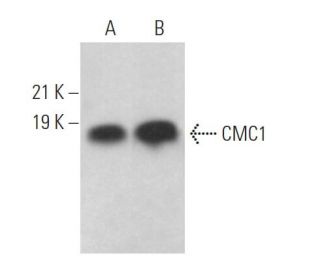 CMC1 Antibody (A-3) - Western Blotting - Image 369046 