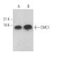 CMC1 Antibody (A-3) - Western Blotting - Image 369046 