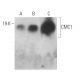 CMC1 Antibody (A-3) - Western Blotting - Image 369067 