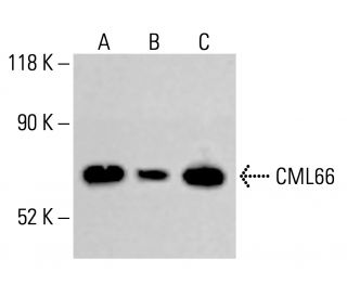 CML66 Antibody (C-4) - Western Blotting - Image 414063 