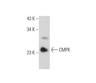 CMPK Antibody (F-5) - Western Blotting - Image 318061 