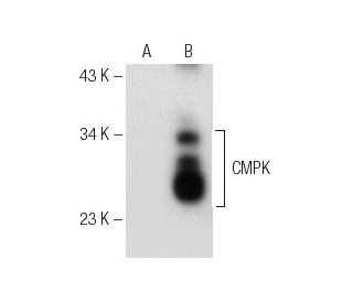 CMPK Antibody (H-2) - Western Blotting - Image 154100 